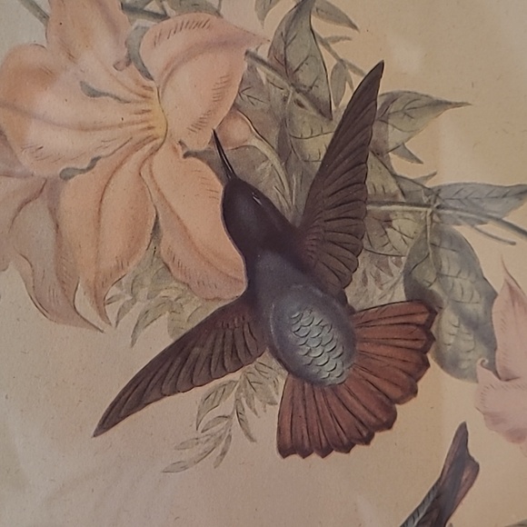 J. Gould and HC Richter Hummingbirds Aglaeactics Pamela Litho - Picture 5 of 16